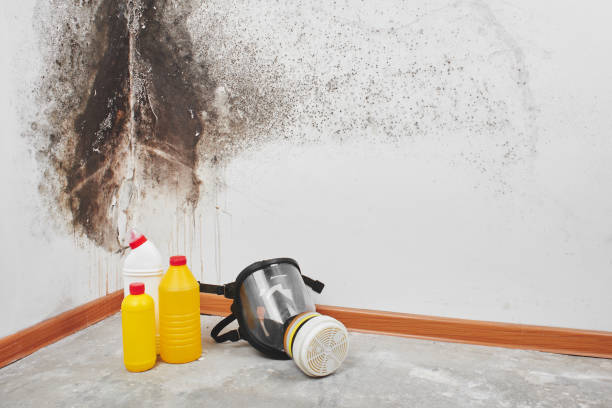 Mold Removal Process in Wynantskill, NY