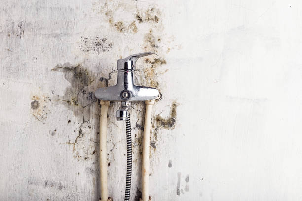 Best Mold Remediation  in Wynantskill, NY
