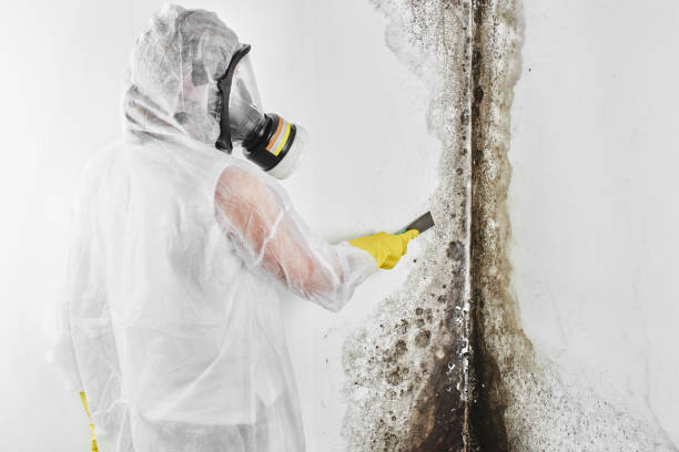 Best Black Mold Removal  in Wynantskill, NY