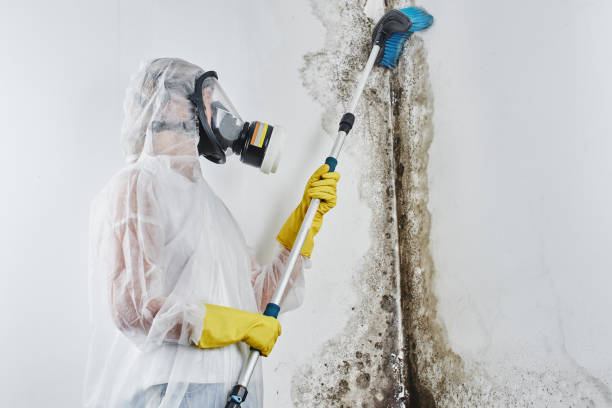 Best Mold Removal and Inspection  in Wynantskill, NY