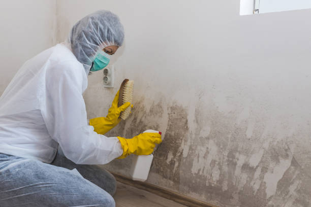 Best Mold Removal Company Near Me  in Wynantskill, NY