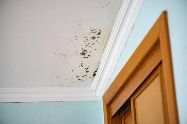 Best Mold Cleaning Services  in Wynantskill, NY
