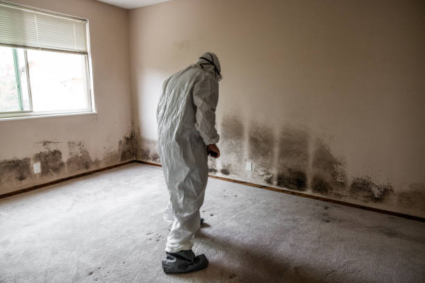 Office Mold Removal Services in Wynantskill, NY