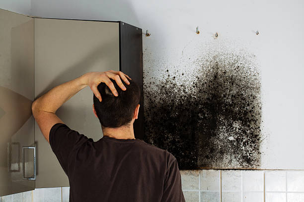 Best Emergency Mold Removal  in Wynantskill, NY