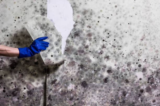 Best Professional Mold Removal  in Wynantskill, NY