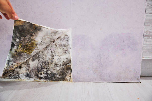 Mold Removal and Inspection in Wynantskill, NY